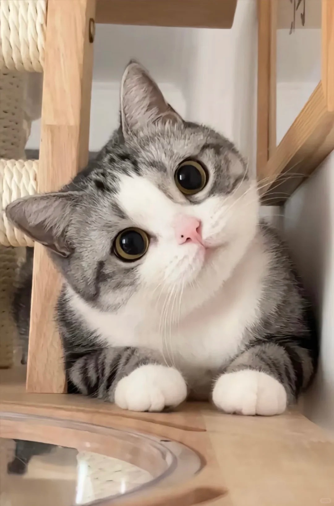 猫咪外用去跳蚤药:性价比高的选这些,海淘可行但要注意这些 猫咪外用去跳蚤药:性价比高的选这些,海淘可行但要注意这些