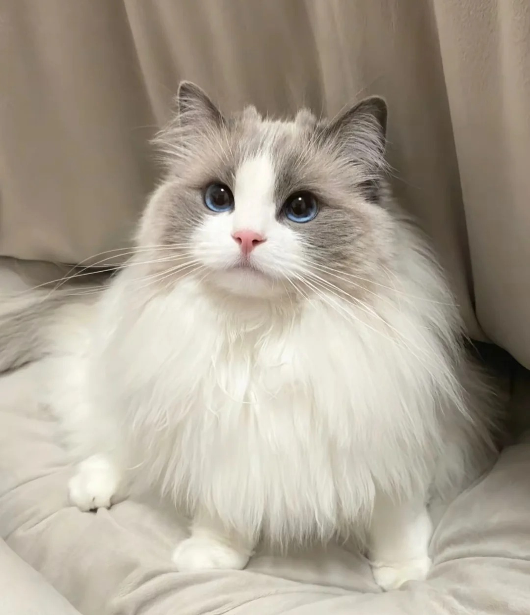 猫咪外用去跳蚤药:性价比高的选这些,海淘可行但要注意这些 猫咪外用去跳蚤药:性价比高的选这些,海淘可行但要注意这些